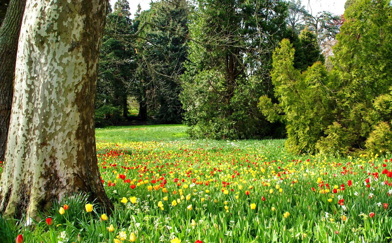Tulip Field in Park — Green