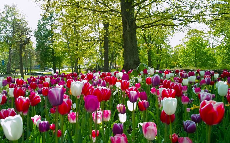 Tulip Field in Park — Red