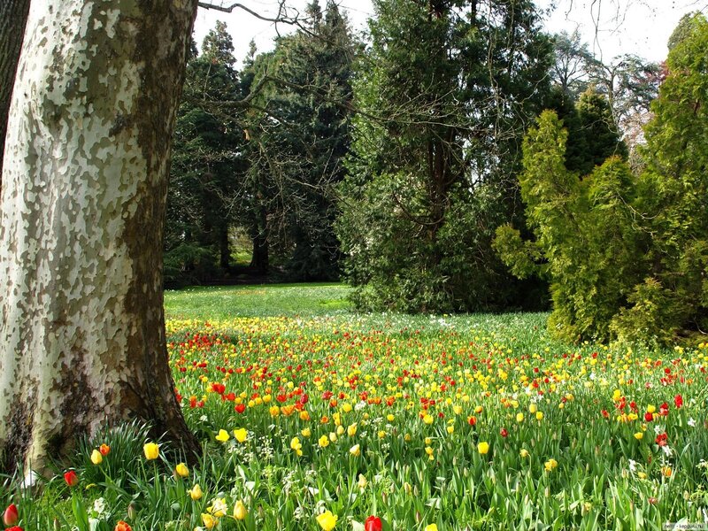 Tulip Field in Park
