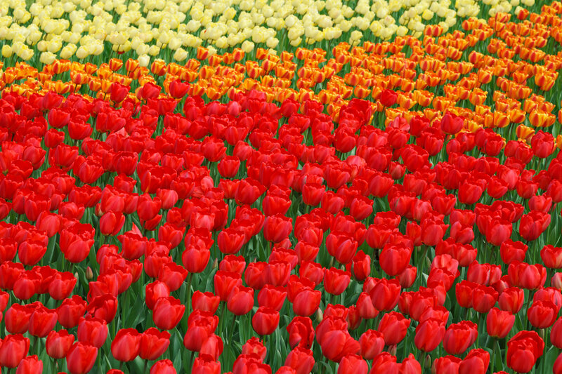 Tulip Field in Rows