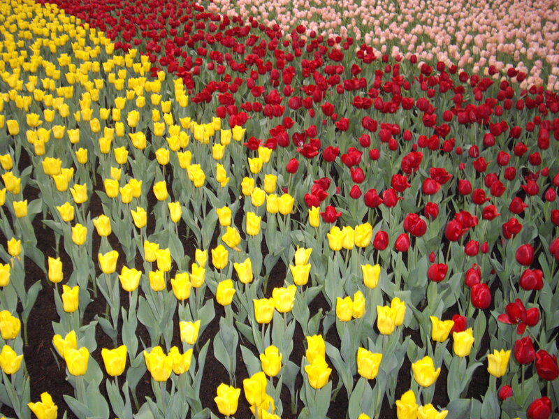 Tulip Field in Rows — Yellow