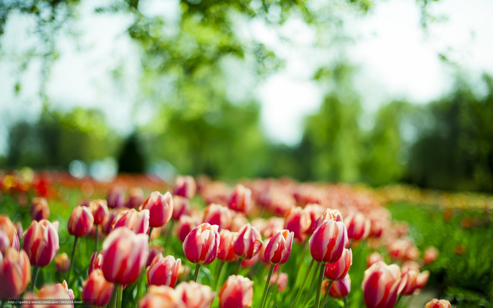 Tulip field in spring