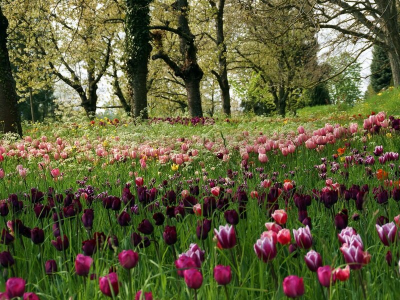 Tulip field in spring