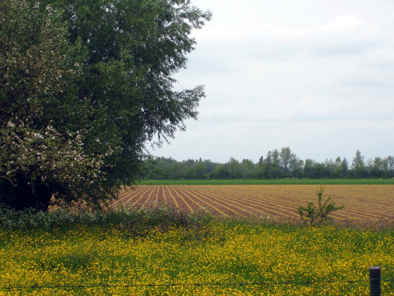 Tulip Field in Spring — Yellow