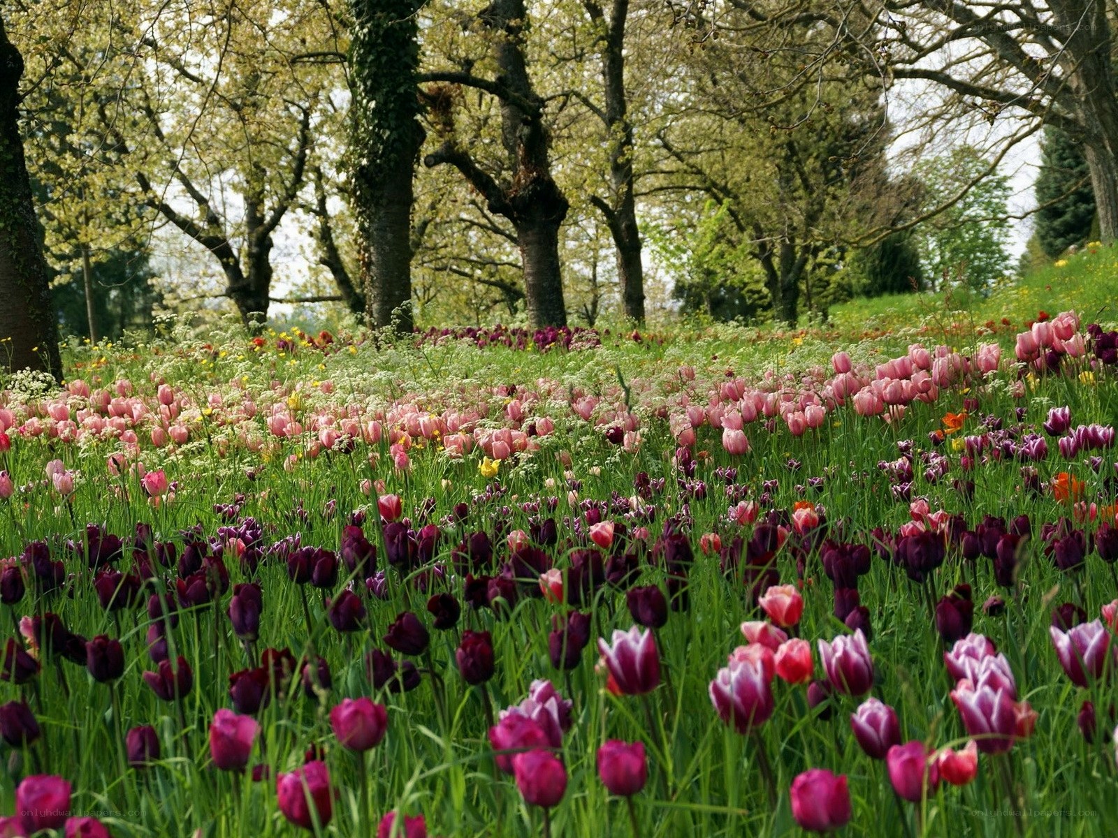 Tulip field in spring