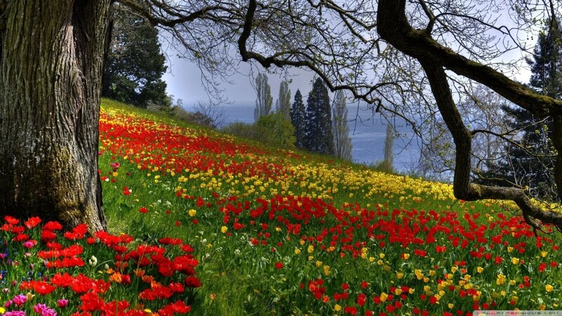 Tulip Field on Hillside — Red, Serene, Spring, Photograph