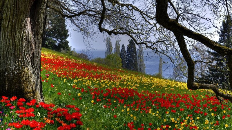 Tulip Field on Hillside — Red, Serene, Spring, Photograph, Trees