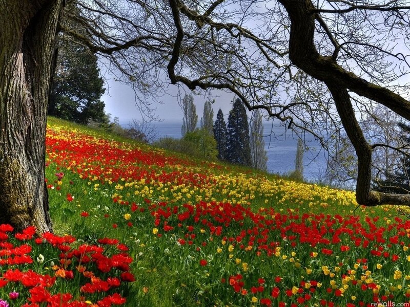 Tulip Field on Hillside — Red, Serene