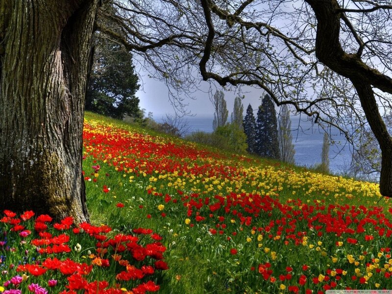 Tulip Field on Hillside — Serene