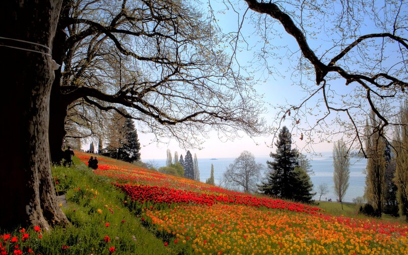 Tulip Field on Hillside