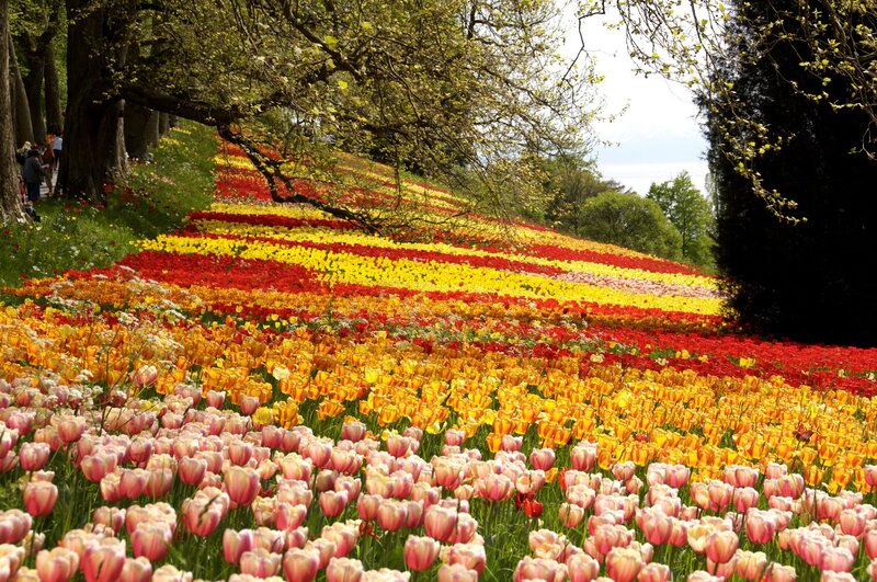 Tulip Field on Hillside — Yellow, Serene