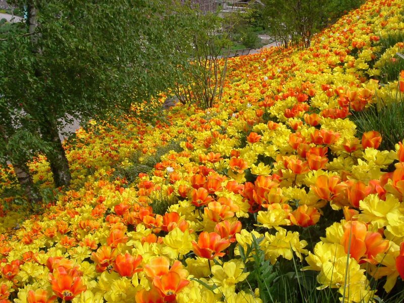 Tulip Field on Hillside — Yellow