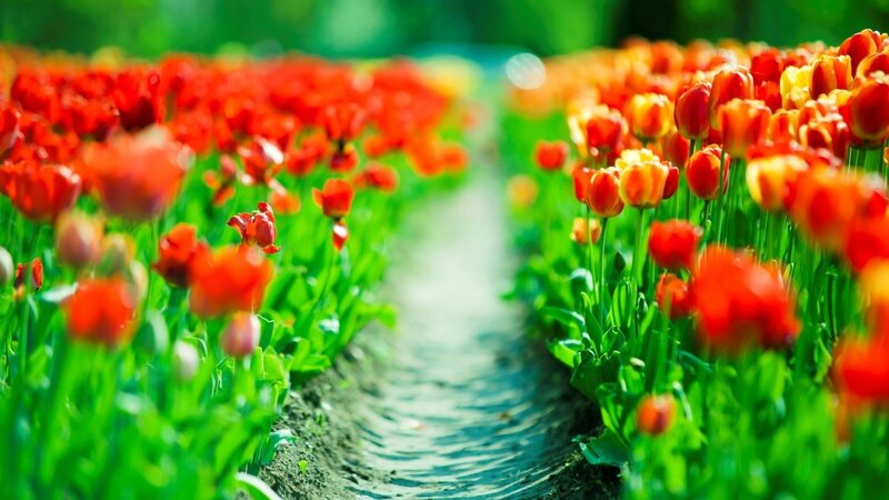 Tulip field path