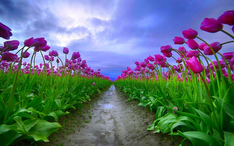 Tulip Field Path — Purple