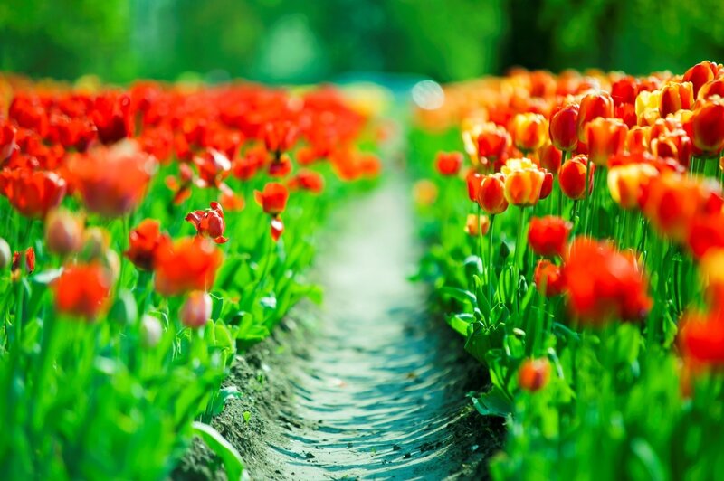 Tulip Field Path — Red, Serene, Spring, Photograph, Flowers, Greenery