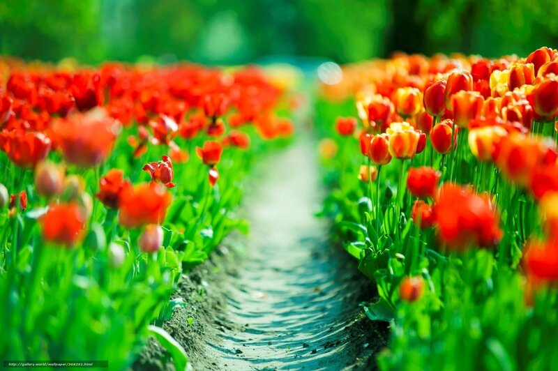 Tulip Field Path — Red, Serene, Spring