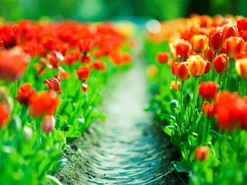 Tulip Field Path — Red, Serene