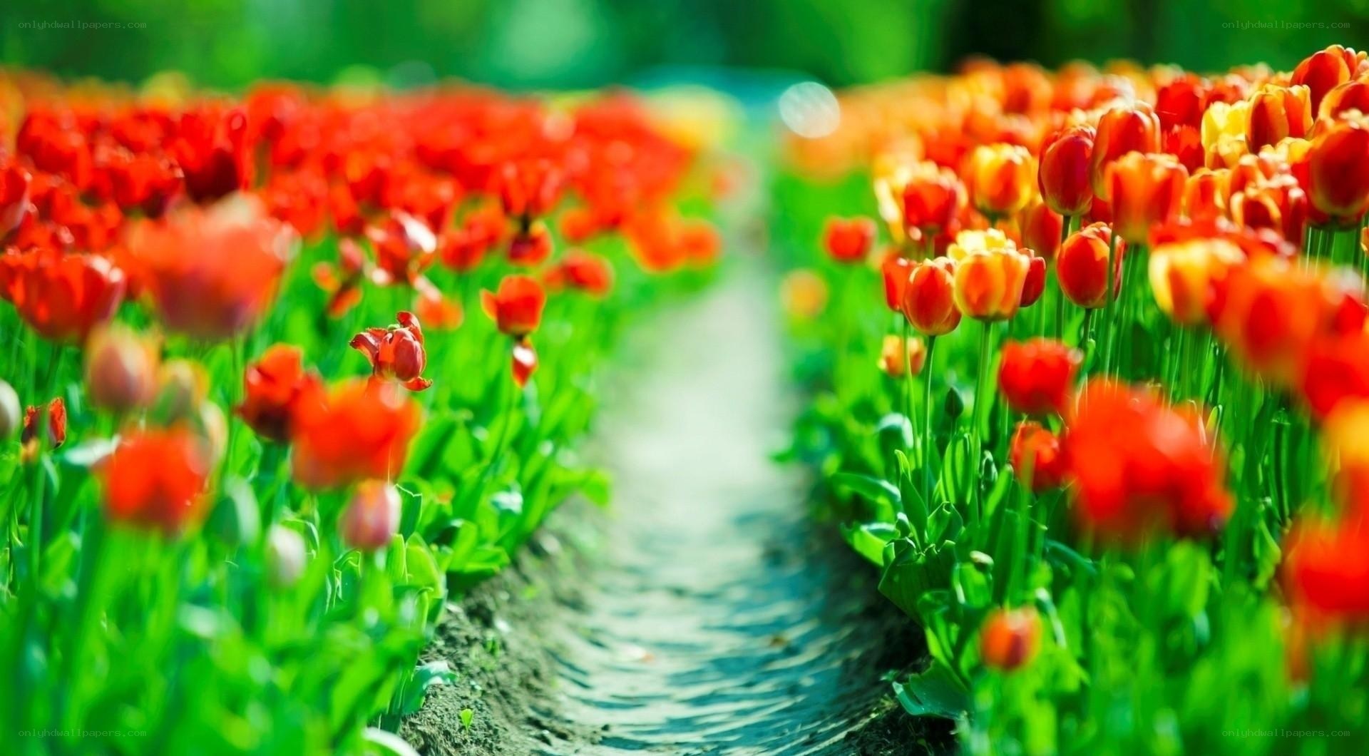 Tulip field path