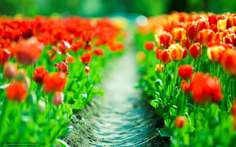 Tulip field pathway