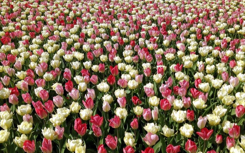 Tulip Field — Pink, Serene