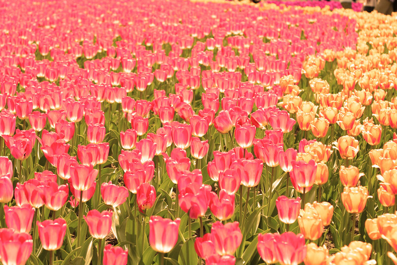 Tulip Field — Pink