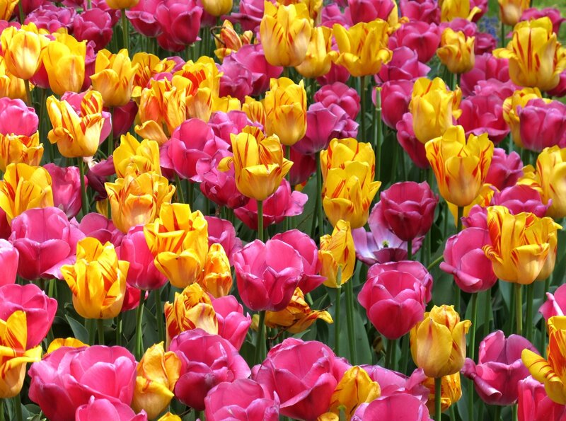 Tulip Field — Pink, Vibrant, Spring