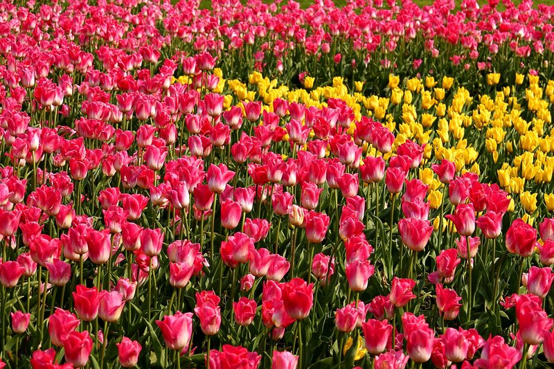 Tulip Field — Pink, Vibrant