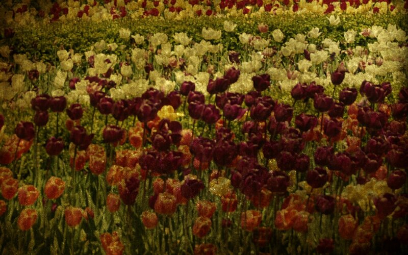Tulip Field — Purple