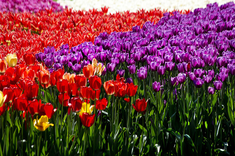 Tulip Field — Purple, Vibrant