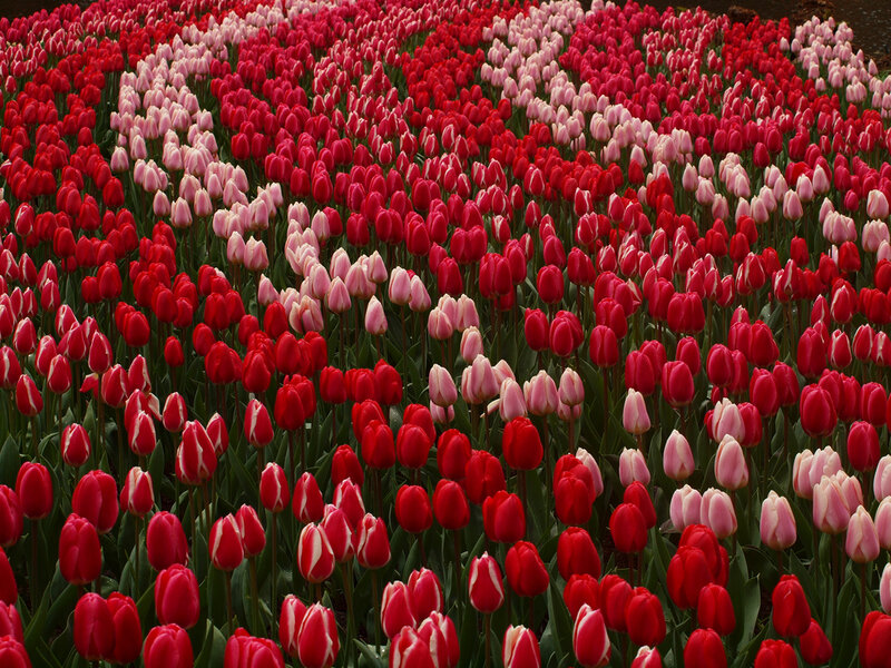 Tulip Field — Red