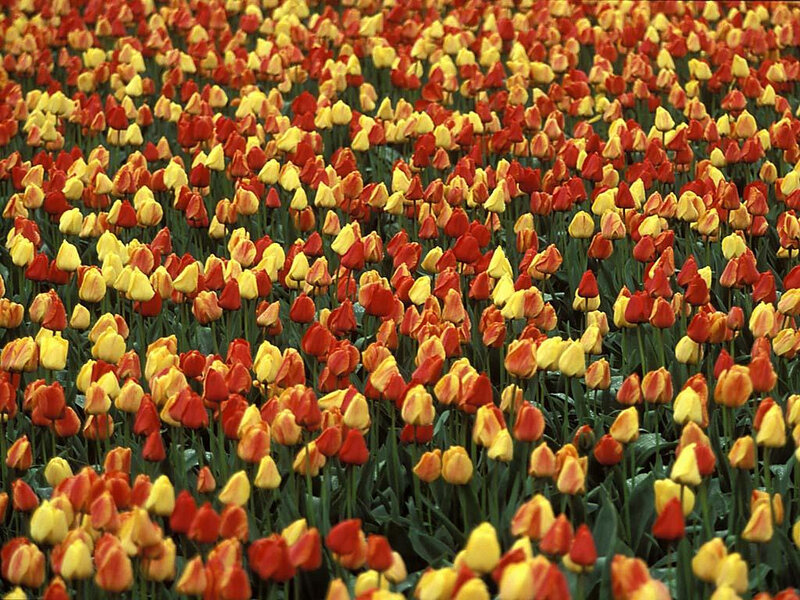Tulip Field — Red, Vibrant, Spring, Photograph, Flowers