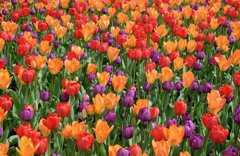 Tulip Field — Red, Vibrant, Spring