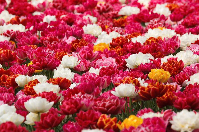 Tulip Field — Red, Vibrant
