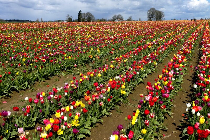 Tulip Field Rows