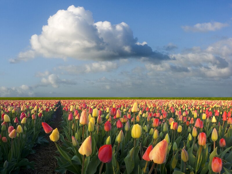 Tulip Field under Clouds