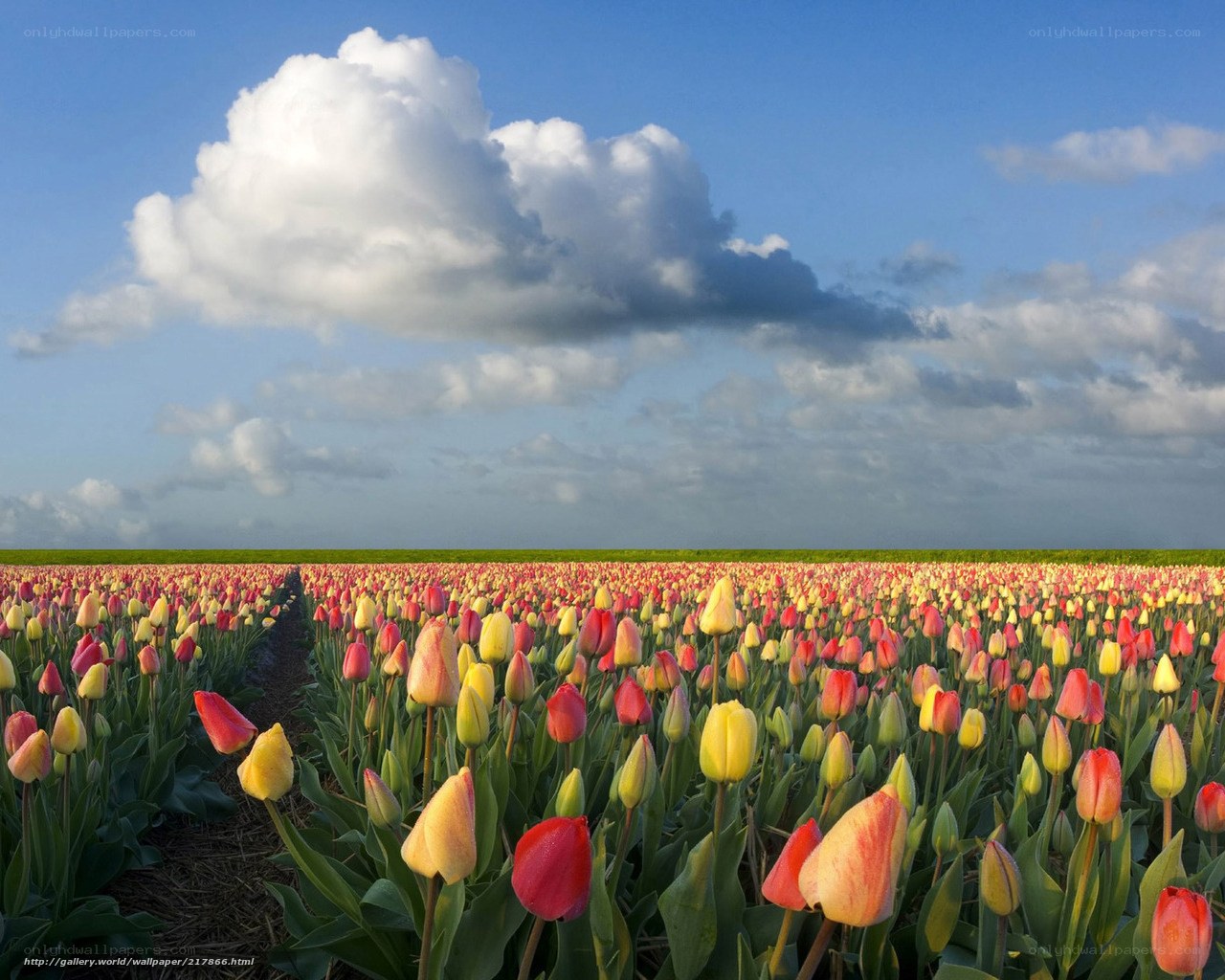 Tulip field under cloudy sky