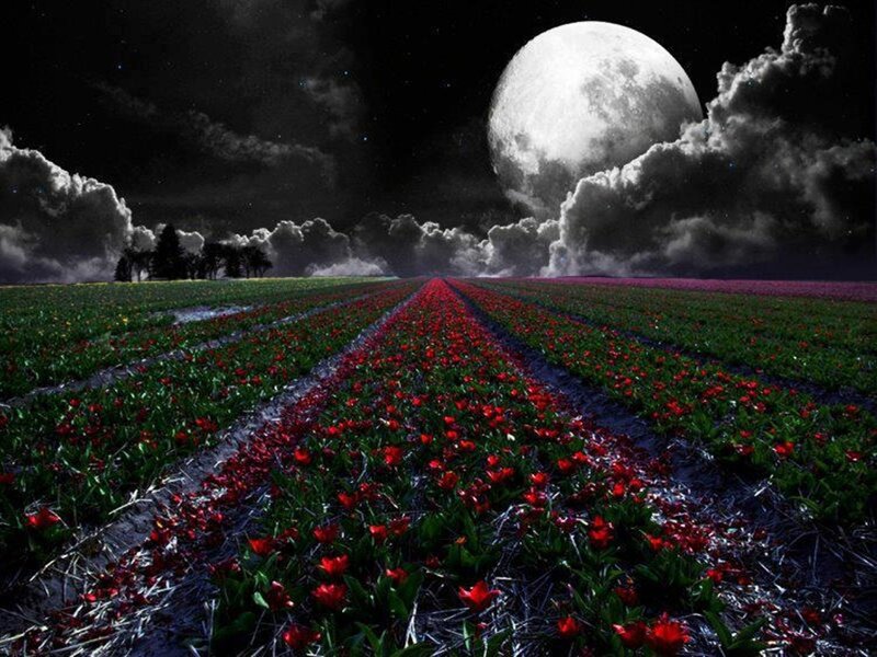 Tulip Field under Moon