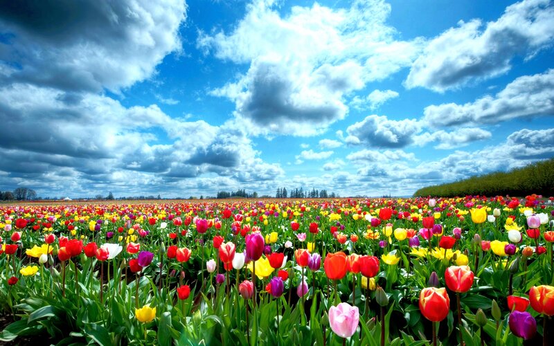 Tulip Field under Sky — Blue
