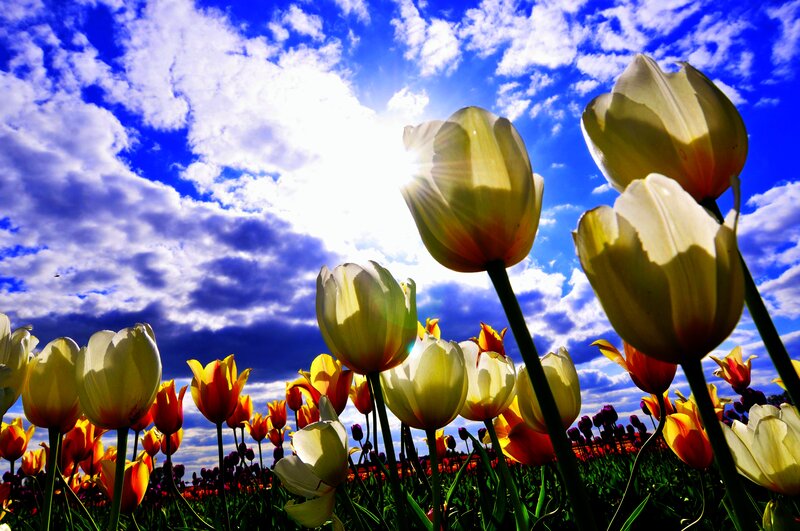 Tulip Field under Sky