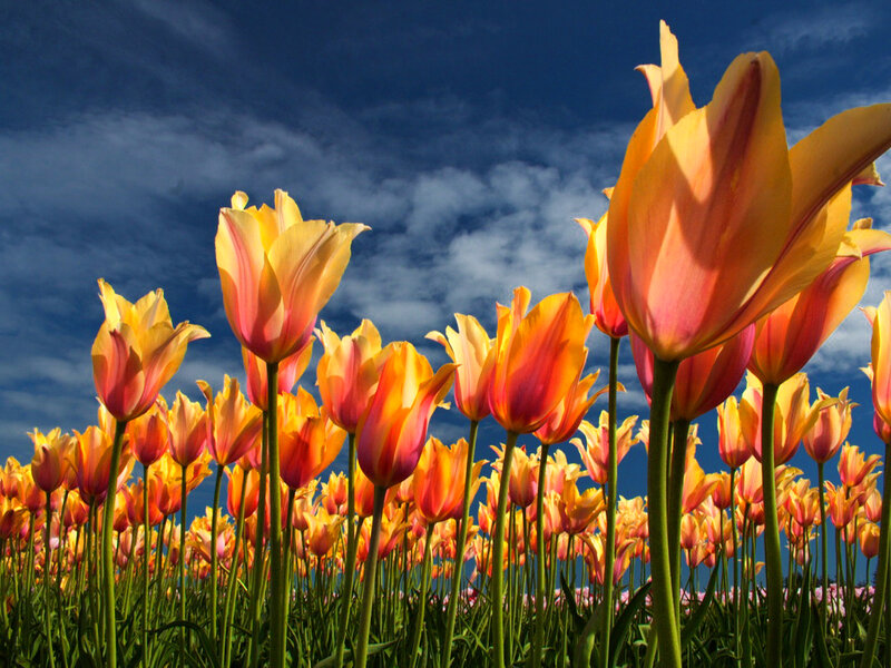 Tulip Field under Sky — Yellow
