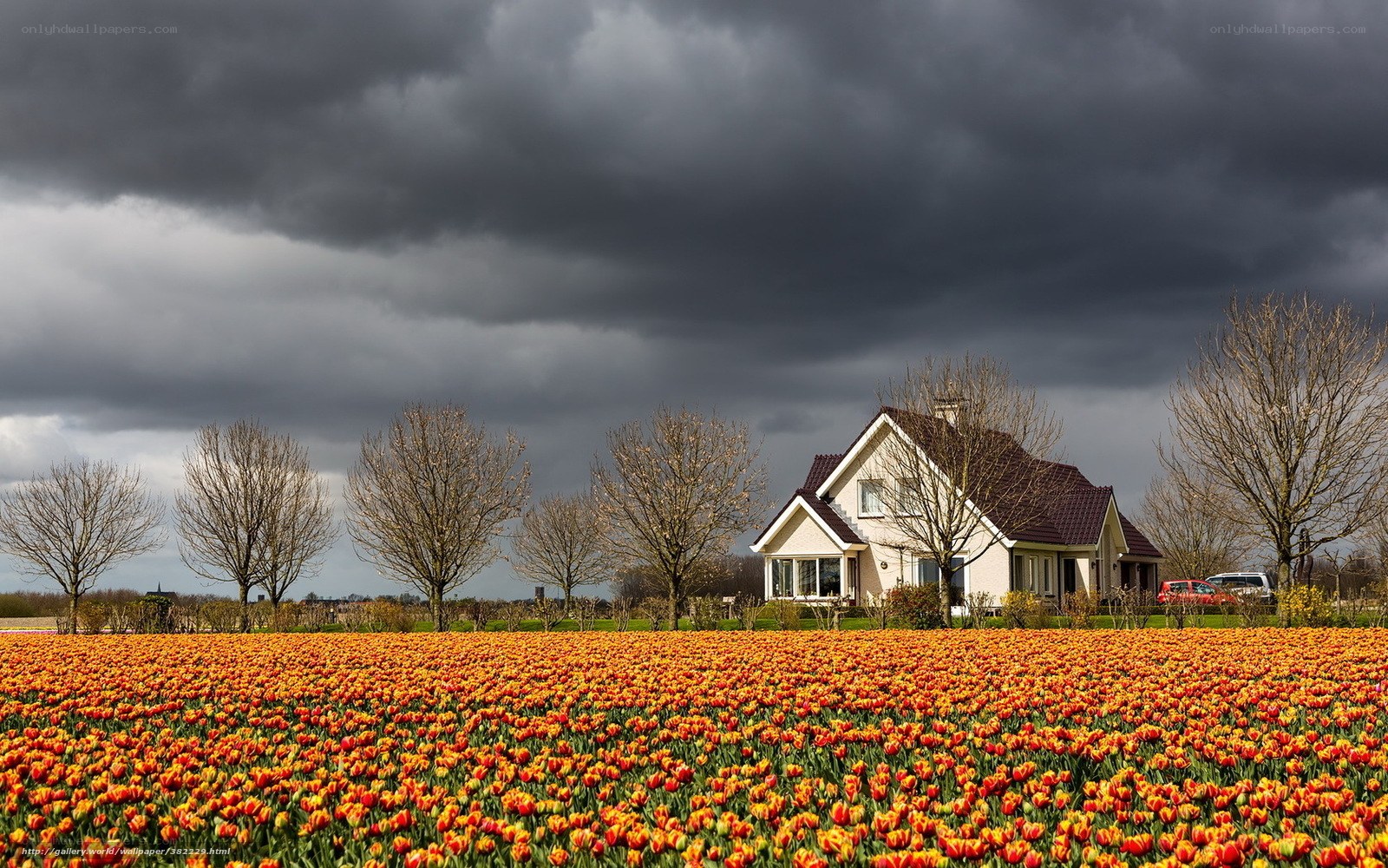 Tulip field under stormy sky