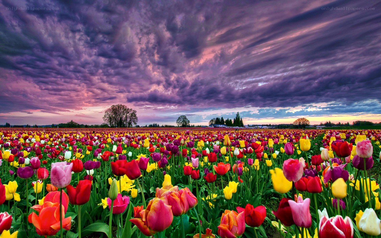 Tulip field under stormy sky