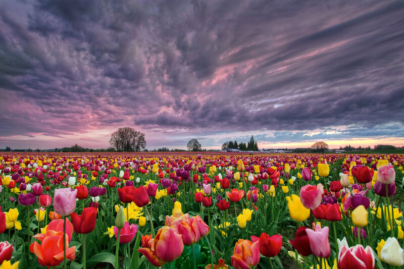 Tulip Field under Stormy Sky — Purple