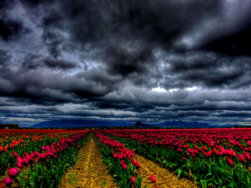 Tulip Field under Stormy Sky — Red, Dramatic, Afternoon