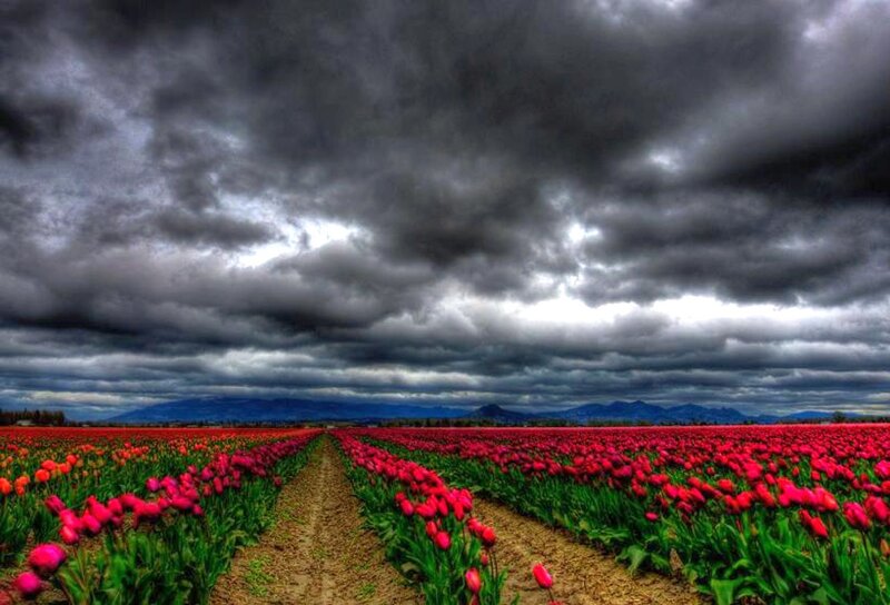 Tulip Field under Stormy Sky — Red