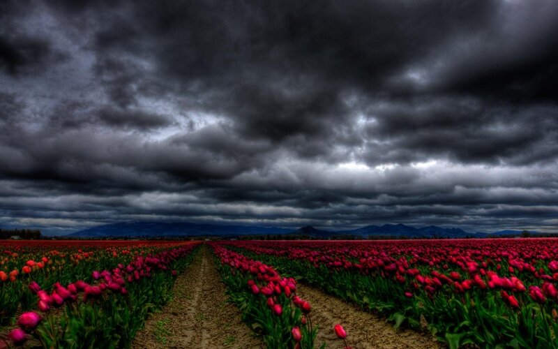 Tulip field under stormy sky