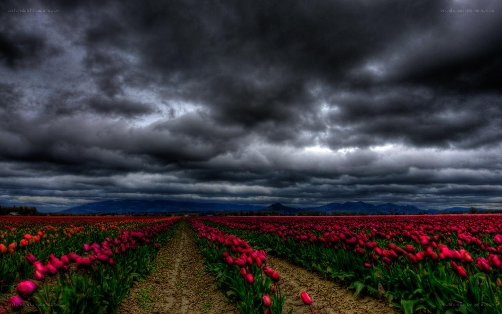 Tulip field under stormy sky