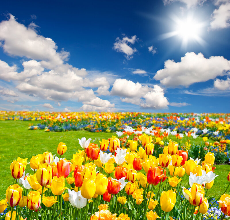 Tulip Field under Sun