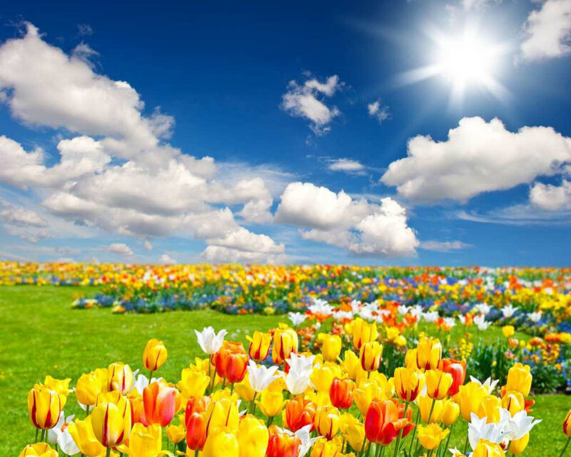 Tulip Field under Sun — Yellow