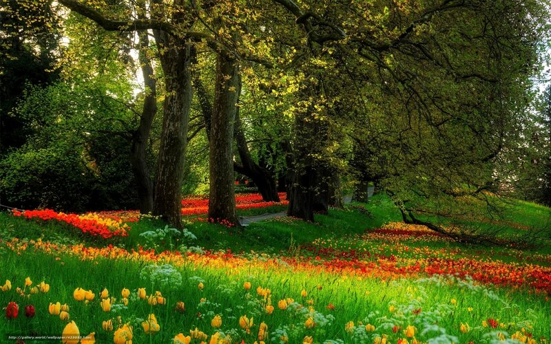 Tulip Field under Trees — Green, Serene, Afternoon, Photograph, Flowers, Grass